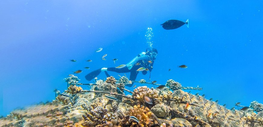 Coral restoration snorkeling tour