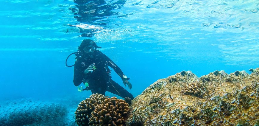 Divers on a coral restoration snorkeling tour