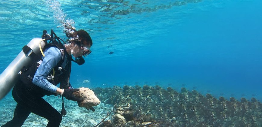 Diver planting coral fragments in frame