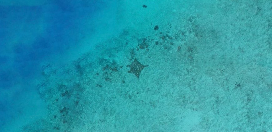 Distinctly manta-shaped coral frame in the lagoon