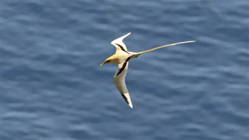 Wonderful Wildlife at Fushifaru Maldives